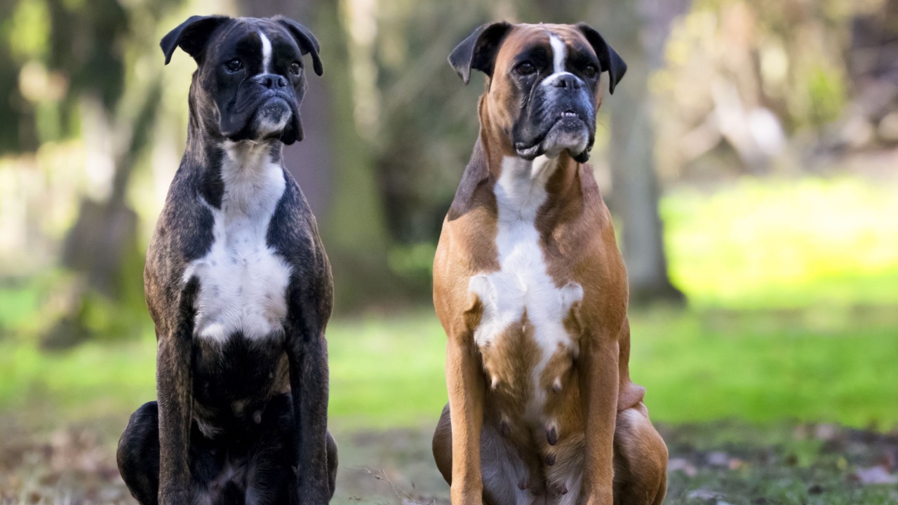 Vokiečių bokseriai